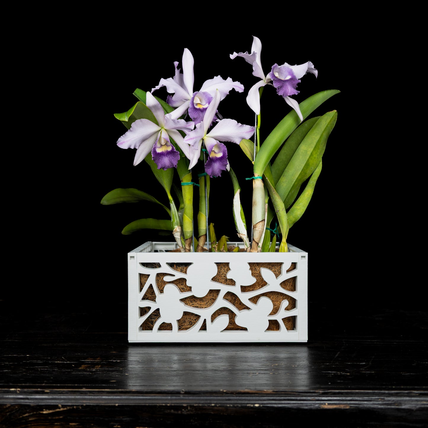 10" Orchid Planter with chain hanger