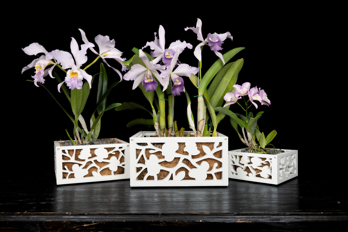 8" Orchid Planter with chain hanger