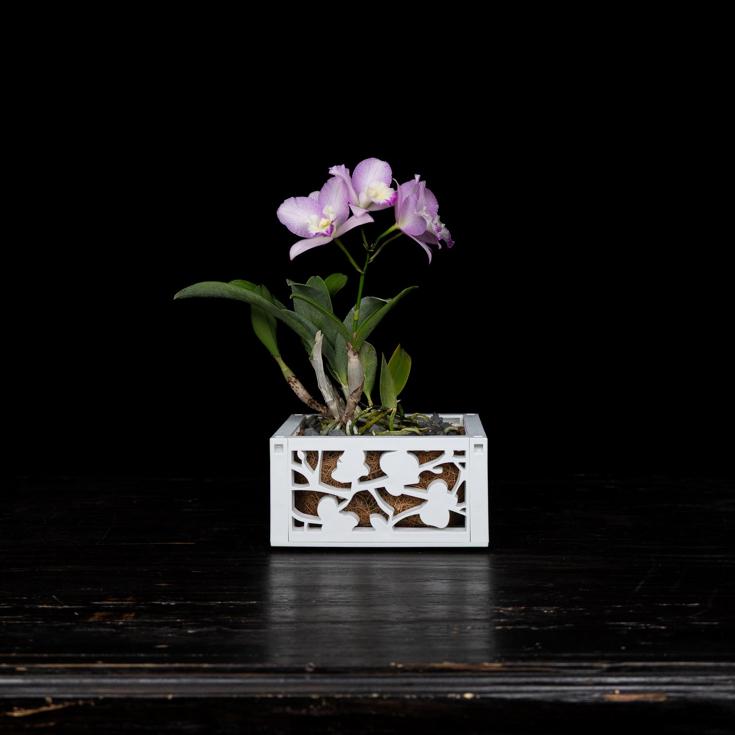 6" Orchid Planter with chain hanger