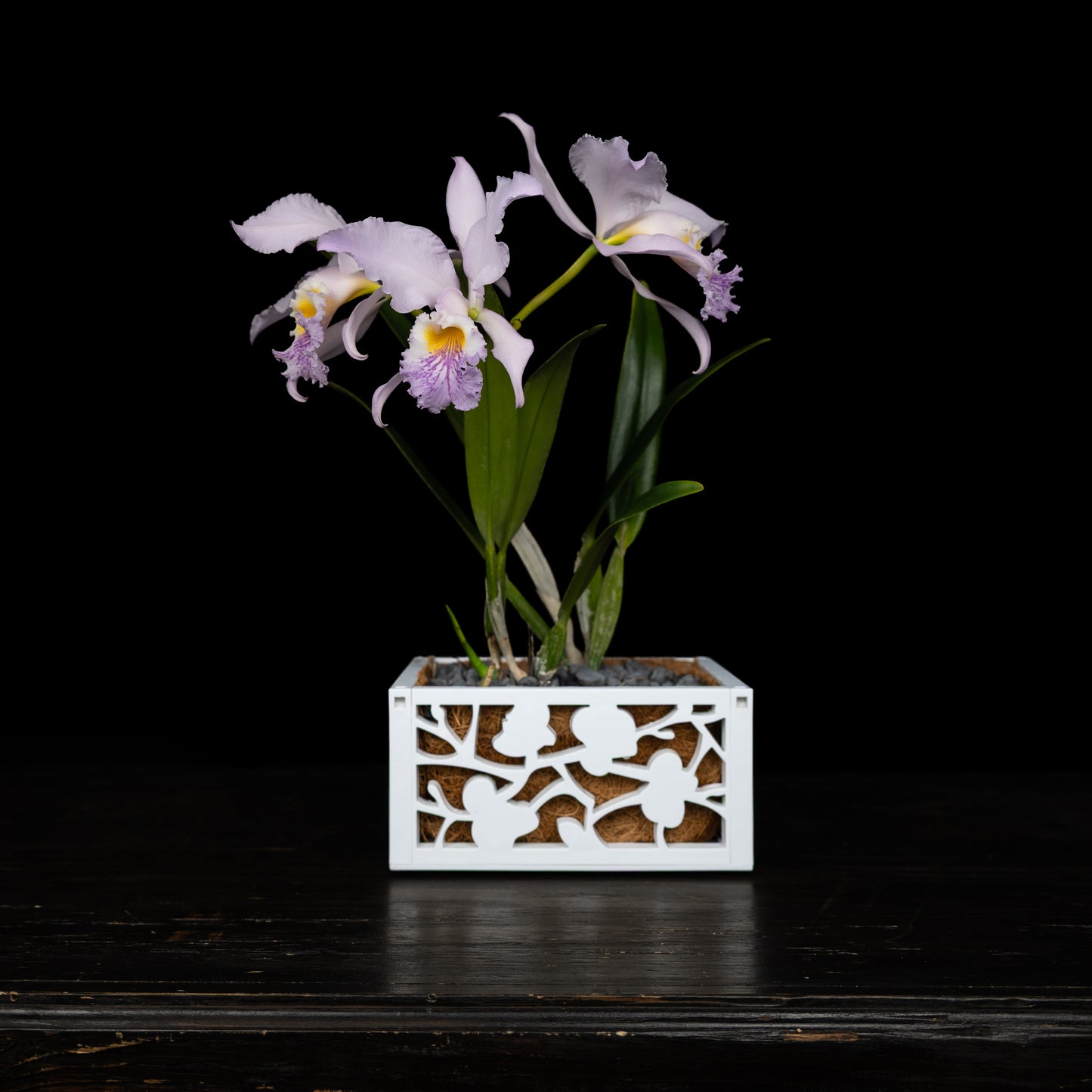 8" Orchid Planter with chain hanger