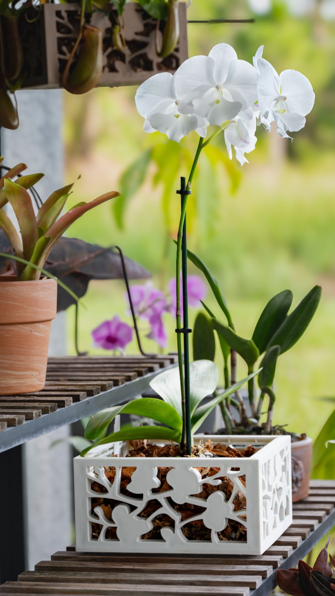 8" Orchid Planter with chain hanger