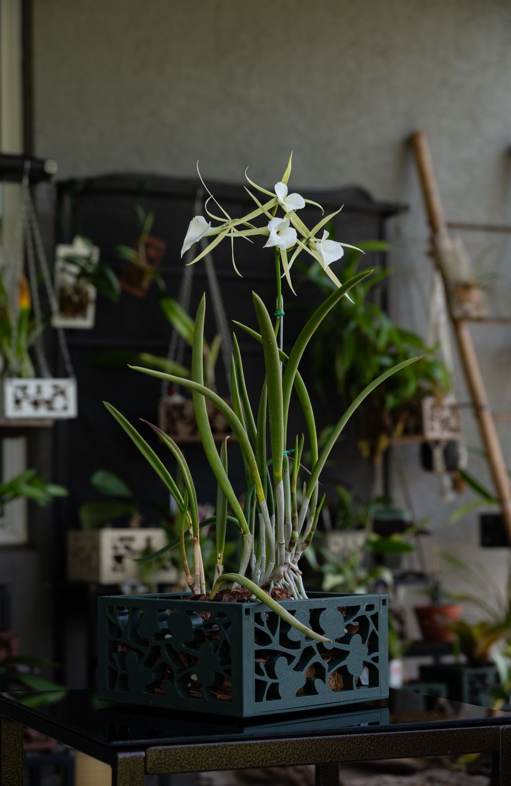 8" Orchid Planter with chain hanger