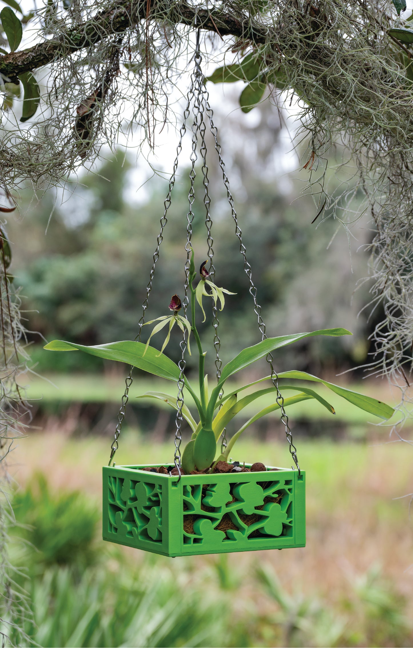 6" Orchid Planter with chain hanger in Light Green for Conservation Florida