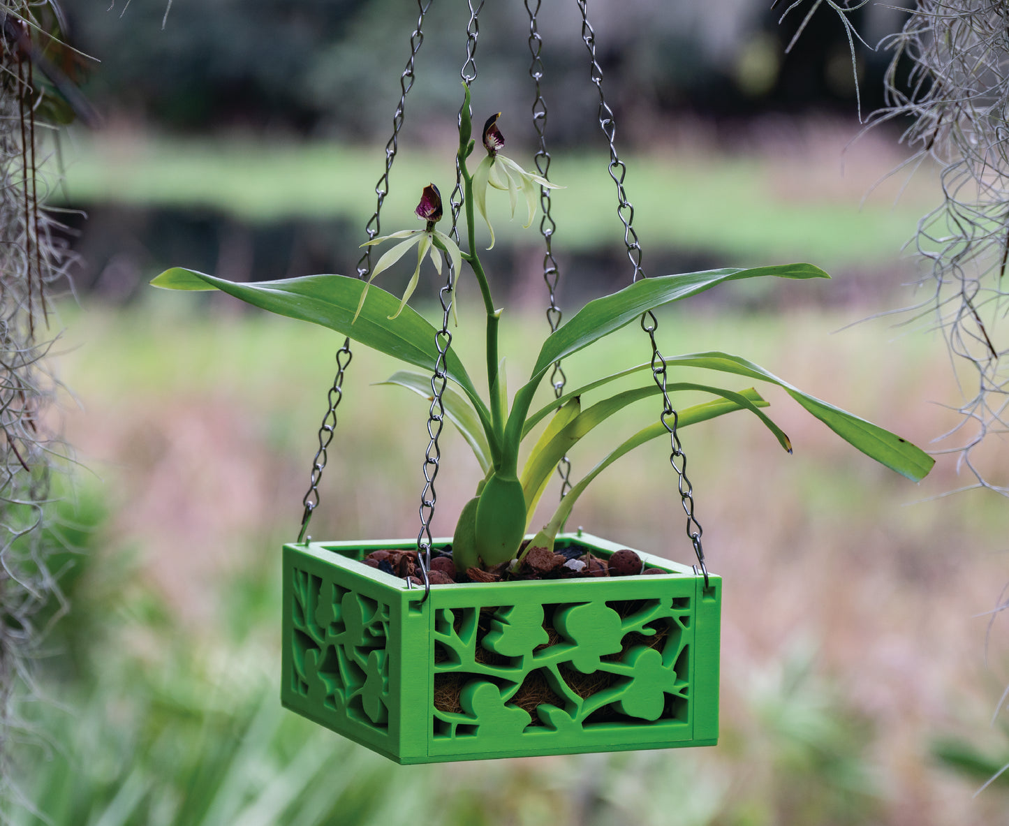 6" Orchid Planter with chain hanger in Light Green for Conservation Florida