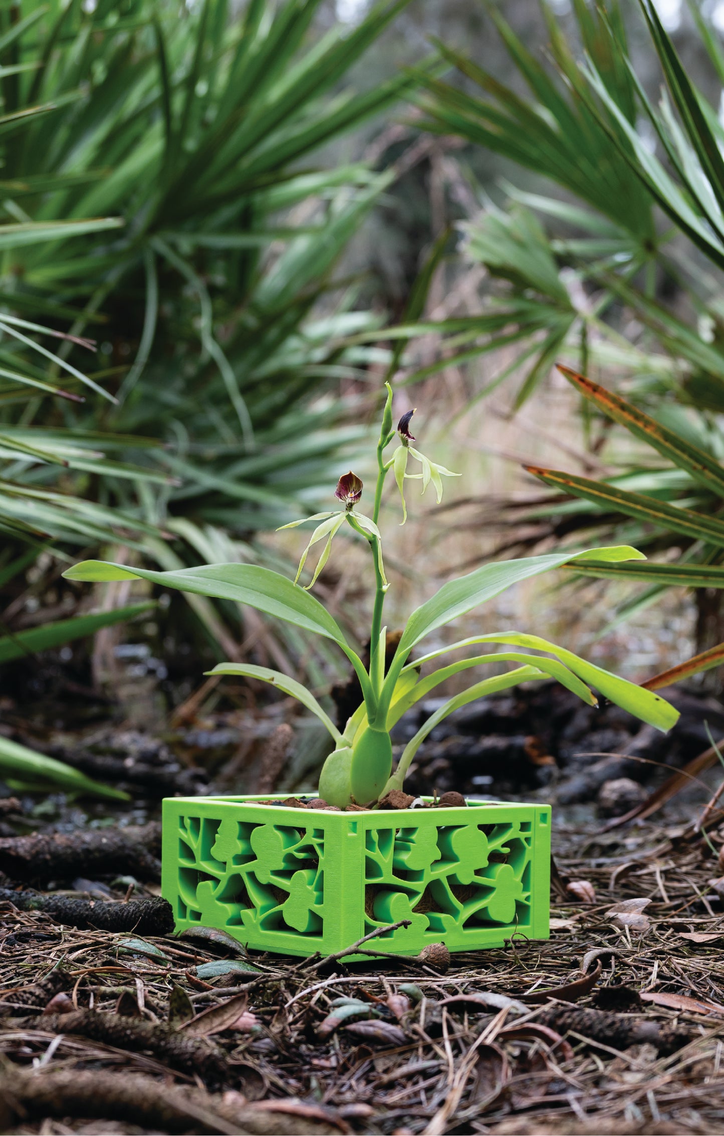 6" Orchid Planter with chain hanger in Light Green for Conservation Florida