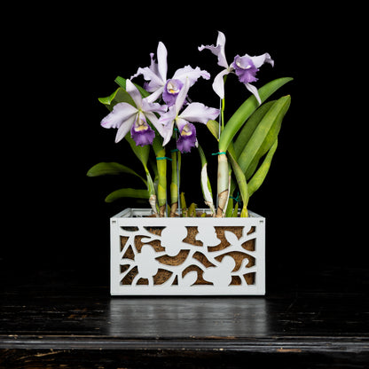 orchid plant hanger 10" Orchid Basket – Vina Planters