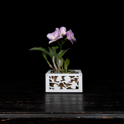 6" Orchid Planter with chain hanger